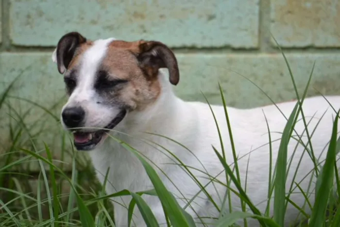 Cachorro ra a SRD idade 5 anos nome SPARK!