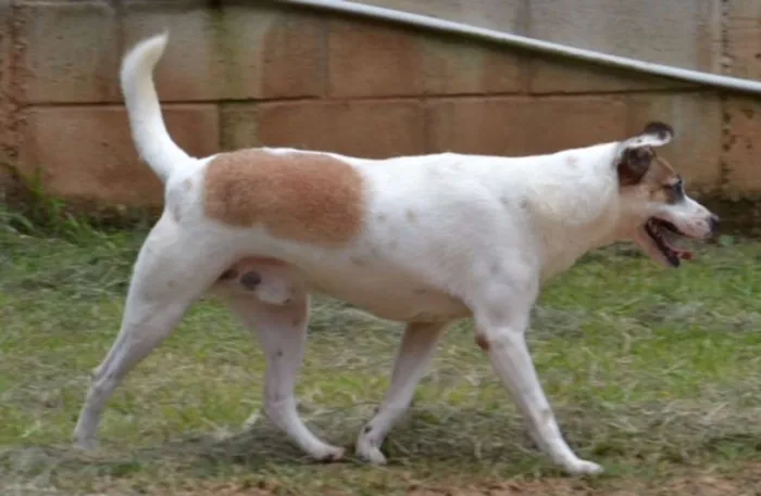 Cachorro ra a SRD idade 5 anos nome SPARK!