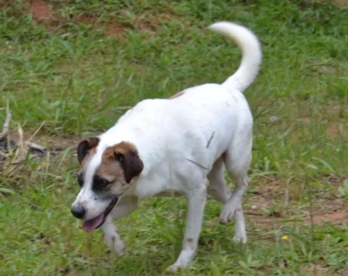 Cachorro ra a SRD idade 5 anos nome SPARK!