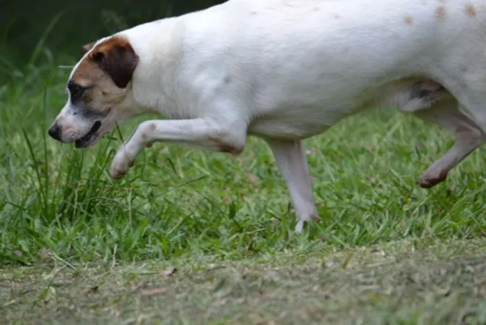 Cachorro ra a SRD idade 5 anos nome SPARK!