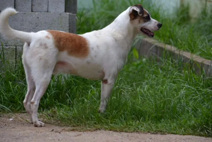 Cachorro ra a SRD idade 5 anos nome SPARK!