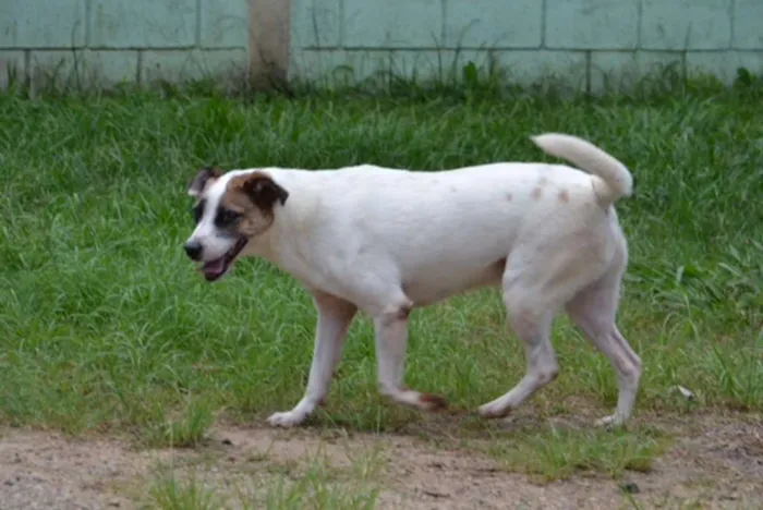 Cachorro ra a SRD idade 5 anos nome SPARK!
