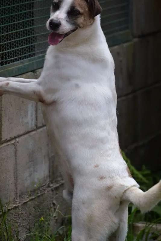 Cachorro ra a SRD idade 5 anos nome SPARK!