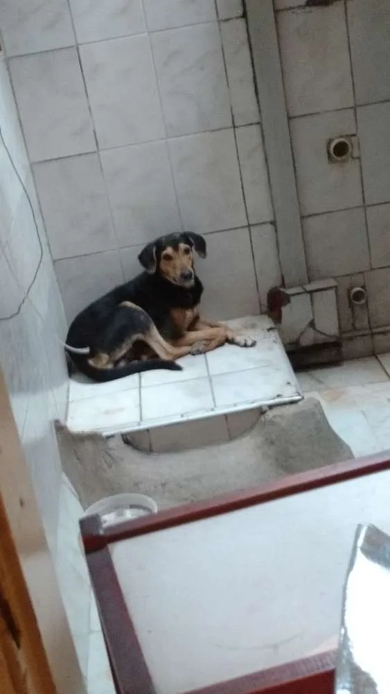 Cachorro ra a vira lata idade 5 anos nome negão