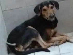 Cachorro ra a vira lata idade 5 anos nome negão