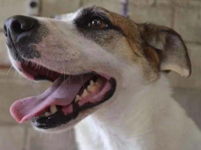Cachorro ra a SRD idade 5 anos nome SPARK!