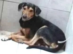 Cachorro ra a vira lata idade 5 anos nome negão