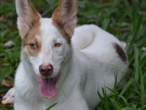 Cachorro raça SRD idade 1 ano nome SNOOPY!