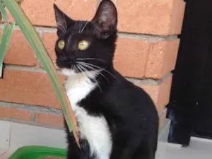 Gato raça Vira lata idade 2 a 6 meses nome Sem nome