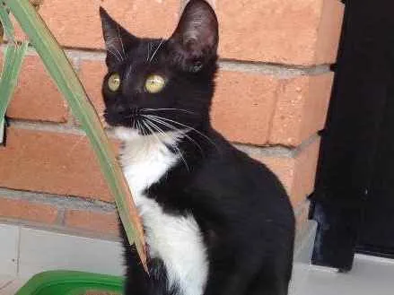 Gato ra a Vira lata idade 2 a 6 meses nome Sem nome