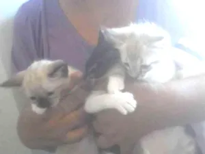 Gato raça Viralata idade 2 a 6 meses nome Não tem  ainda