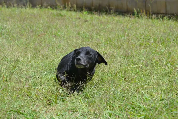 Cachorro ra a SRD idade 5 anos nome DAMIÃO!