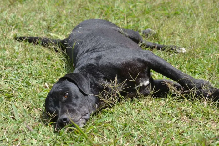 Cachorro ra a SRD idade 5 anos nome DAMIÃO!