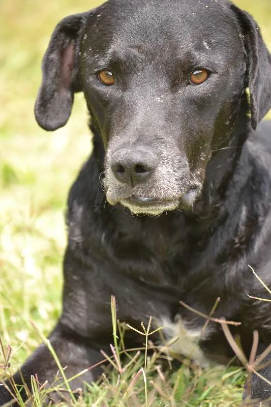 Cachorro ra a SRD idade 5 anos nome DAMIÃO!