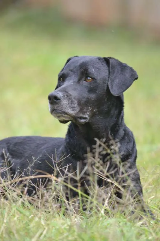 Cachorro ra a SRD idade 5 anos nome DAMIÃO!
