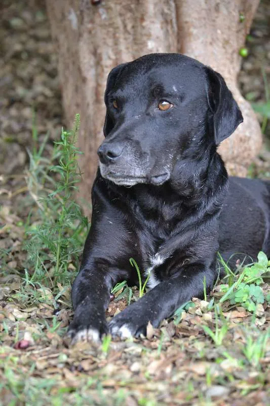 Cachorro ra a SRD idade 5 anos nome DAMIÃO!
