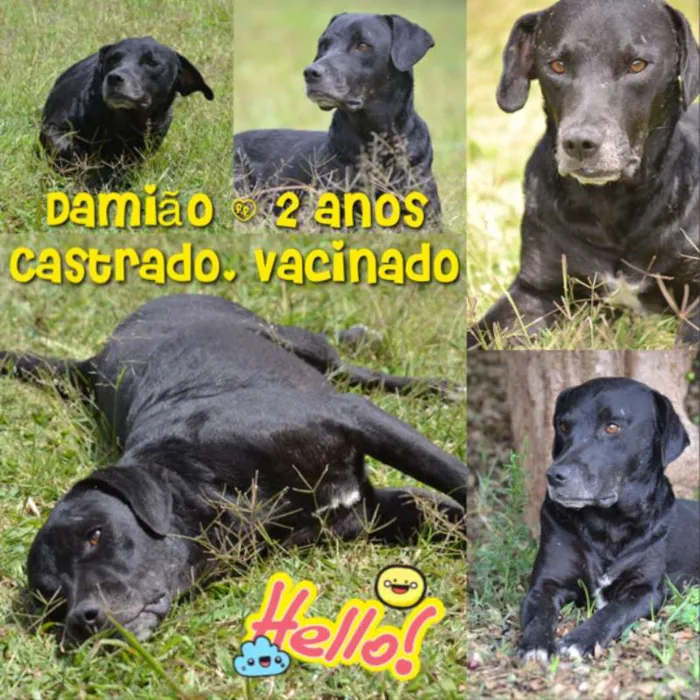 Cachorro ra a SRD idade 5 anos nome DAMIÃO!