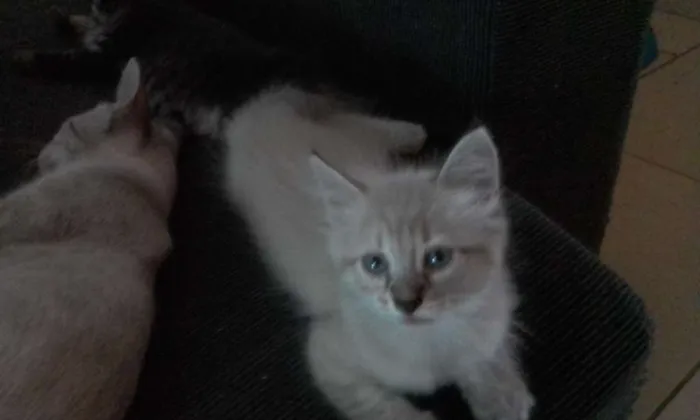 Gato ra a  idade Abaixo de 2 meses nome Sem nome