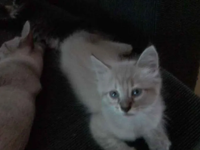 Gato ra a  idade Abaixo de 2 meses nome Sem nome