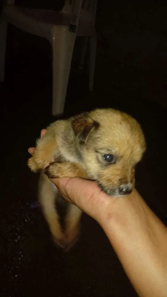 Cachorro ra a  idade Abaixo de 2 meses nome Filhote