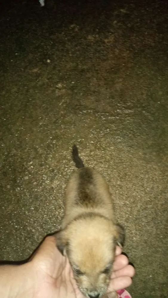 Cachorro ra a  idade Abaixo de 2 meses nome Filhote