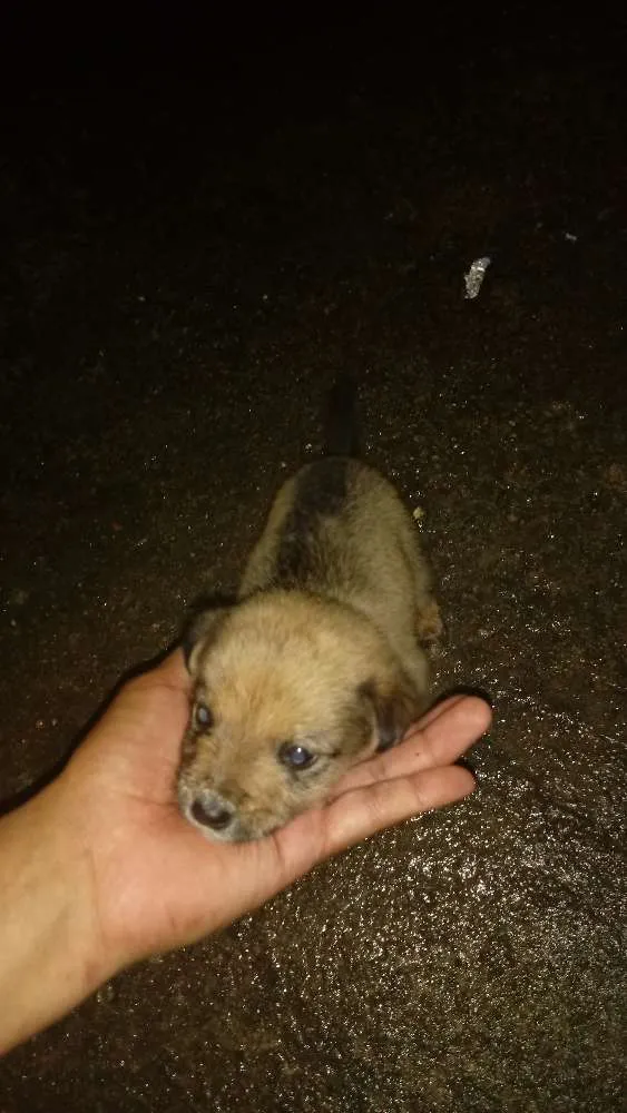 Cachorro ra a  idade Abaixo de 2 meses nome Filhote