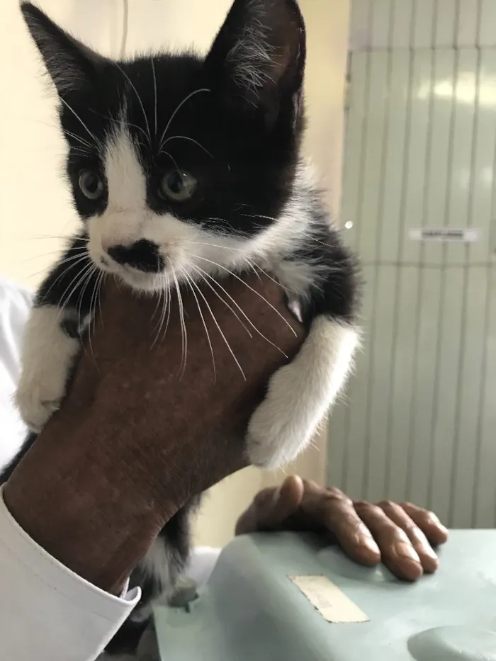 Gato raça Srd idade 2 a 6 meses nome Tom 