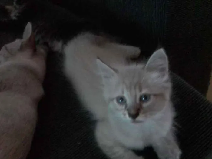 Gato ra a  idade Abaixo de 2 meses nome Sem nome