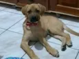 Dona