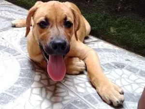 Cachorro raça Labrador misturado idade 2 a 6 meses nome Dona