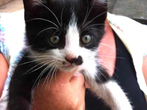 Gato raça Srd idade 2 a 6 meses nome Tom 