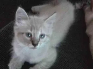Gato raça  idade Abaixo de 2 meses nome Sem nome