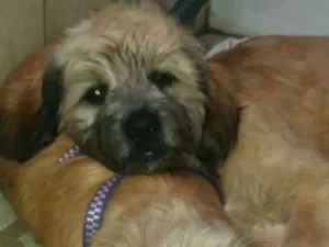 Cachorro raça Micro leoa idade 2 a 6 meses nome Fred