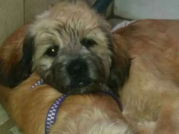 Cachorro ra a Micro leoa idade 2 a 6 meses nome Fred