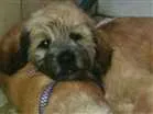 Cachorro raça Micro leoa idade 2 a 6 meses nome Fred