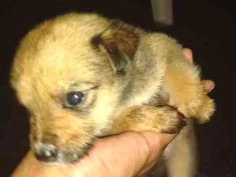 Cachorro ra a  idade Abaixo de 2 meses nome Filhote