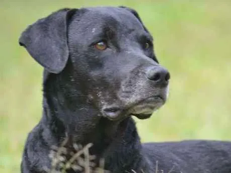 Cachorro ra a SRD idade 5 anos nome DAMIÃO!
