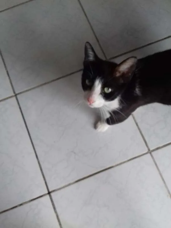 Gato ra a sem raça idade 1 ano nome nao tem nome