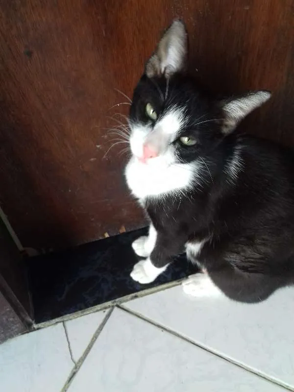 Gato ra a sem raça idade 1 ano nome nao tem nome