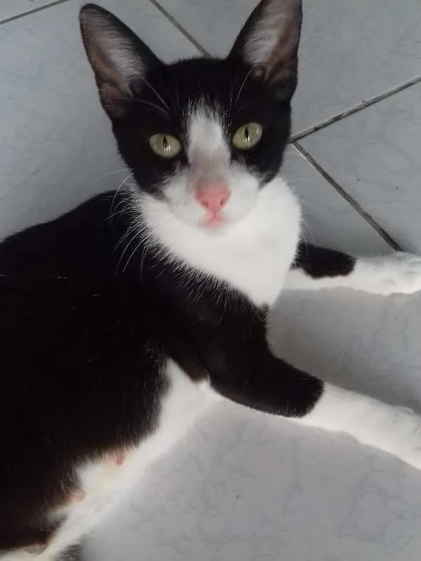 Gato ra a sem raça idade 1 ano nome nao tem nome