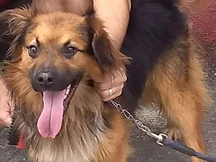 Cachorro ra a Pastor misturado com viralata  idade 1 ano nome Toto 