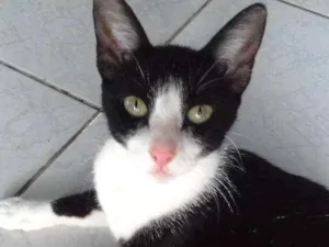 Gato raça sem raça idade 1 ano nome nao tem nome