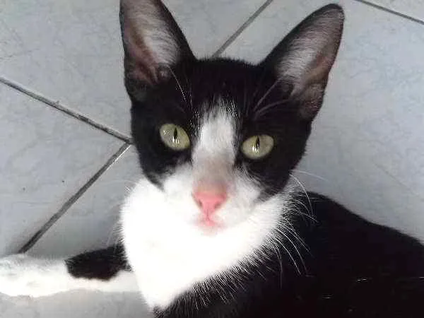 Gato ra a sem raça idade 1 ano nome nao tem nome