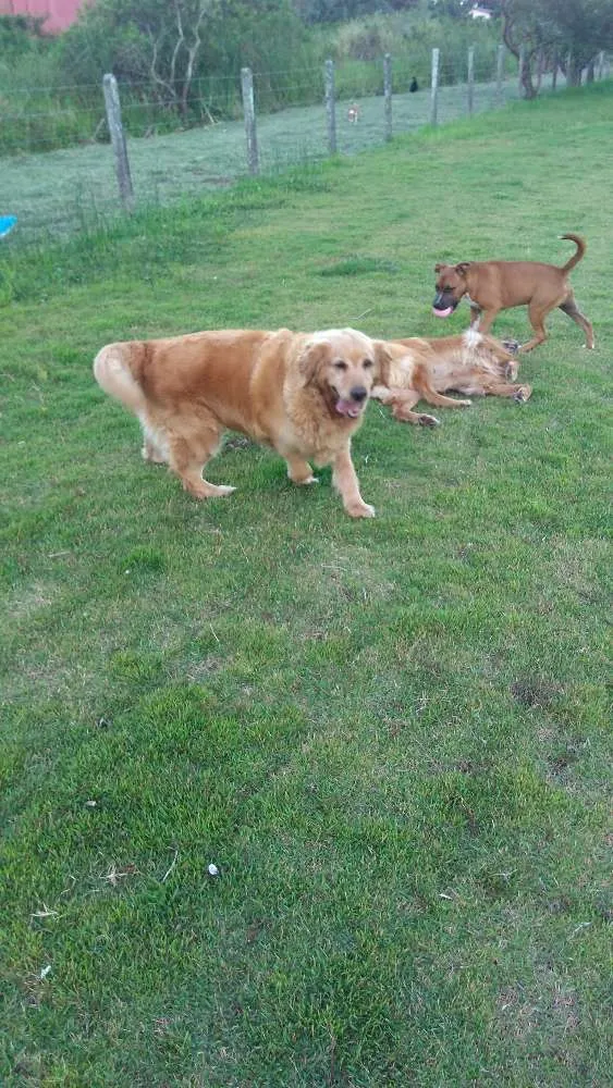Cachorro ra a Golden Retriever idade 6 ou mais anos nome Nalu