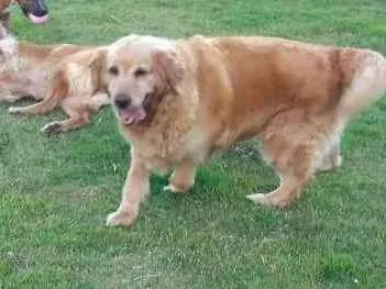 Cachorro ra a Golden Retriever idade 6 ou mais anos nome Nalu
