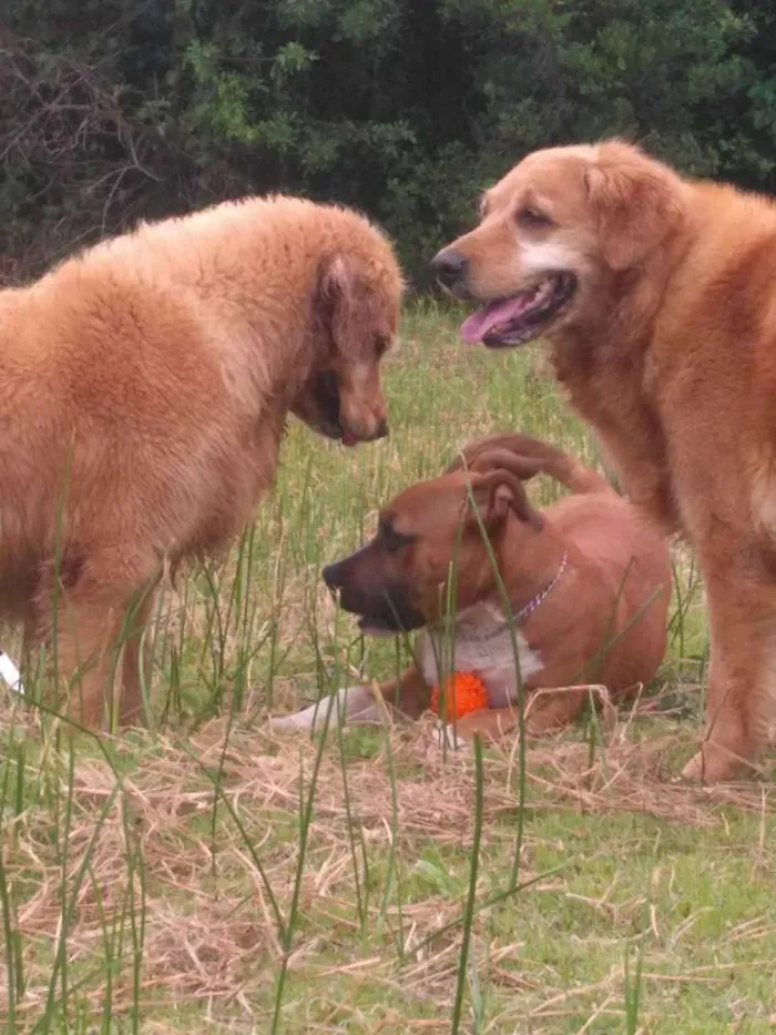 Cachorro ra a Golden Retriever idade 6 ou mais anos nome Laika