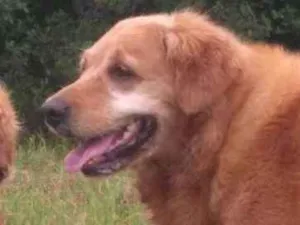 Cachorro raça Golden Retriever idade 6 ou mais anos nome Laika