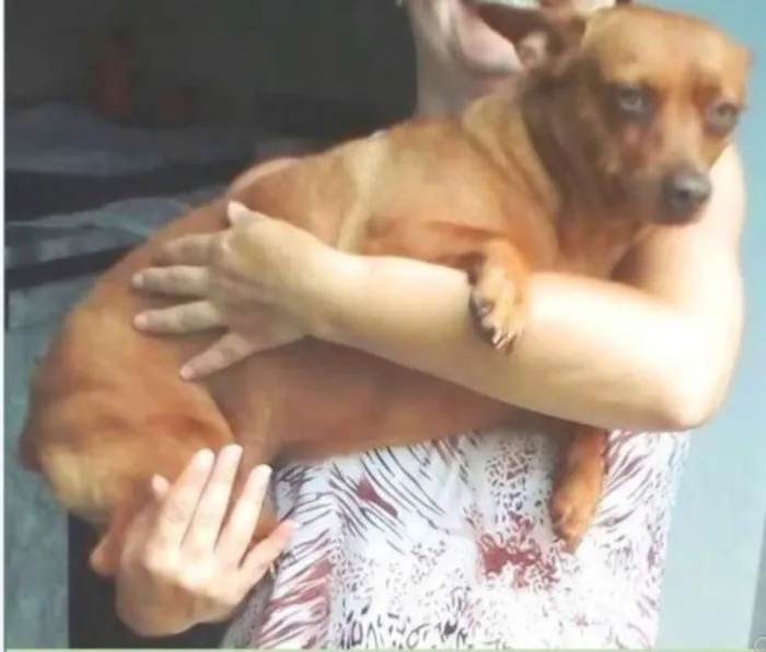 Cachorro ra a Mistura com pinscher idade 3 anos nome Pequeno
