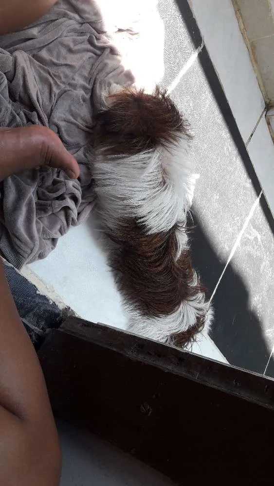 Cachorro raça shitzu idade 2 a 6 meses nome Bart