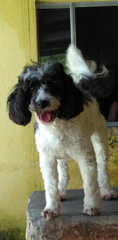Cachorro ra a Poddle idade 2 anos nome Charlotte
